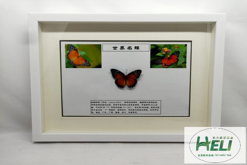 蝴蝶展示標(biāo)本 紅鋸?fù)惖?>
											</div>
											<p>蝴蝶展示標(biāo)本 紅鋸?fù)惖?/p>
										</a>
									</li>
								</div><div   id=